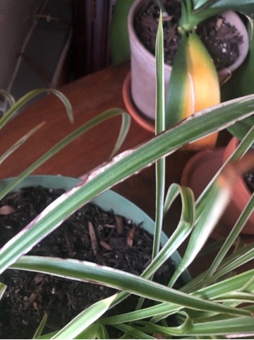How to Grow and Care for Spider plant