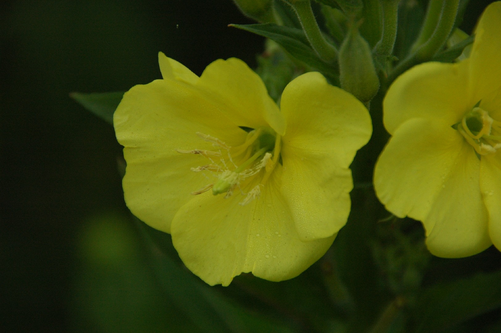Common eveningprimrose (Oenothera biennis) Flower, Leaf, Care, Uses