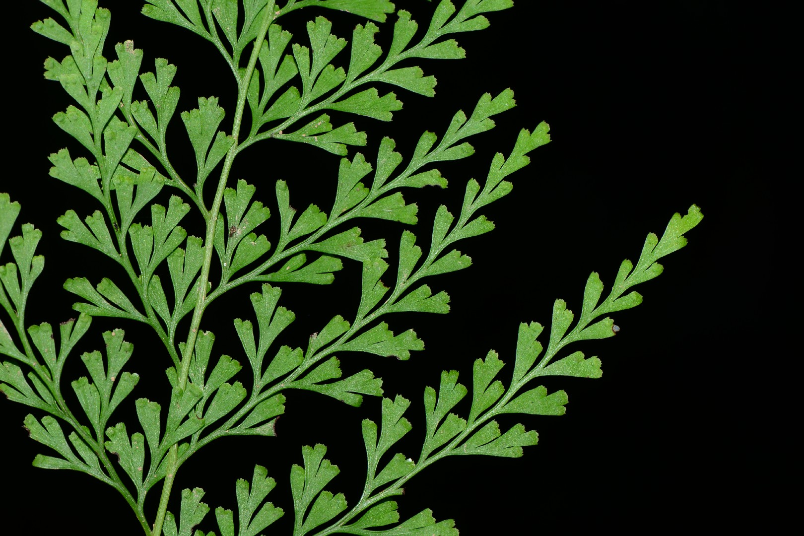 ホラシノブ（洞忍） (Odontosoria chinensis) - PictureThis