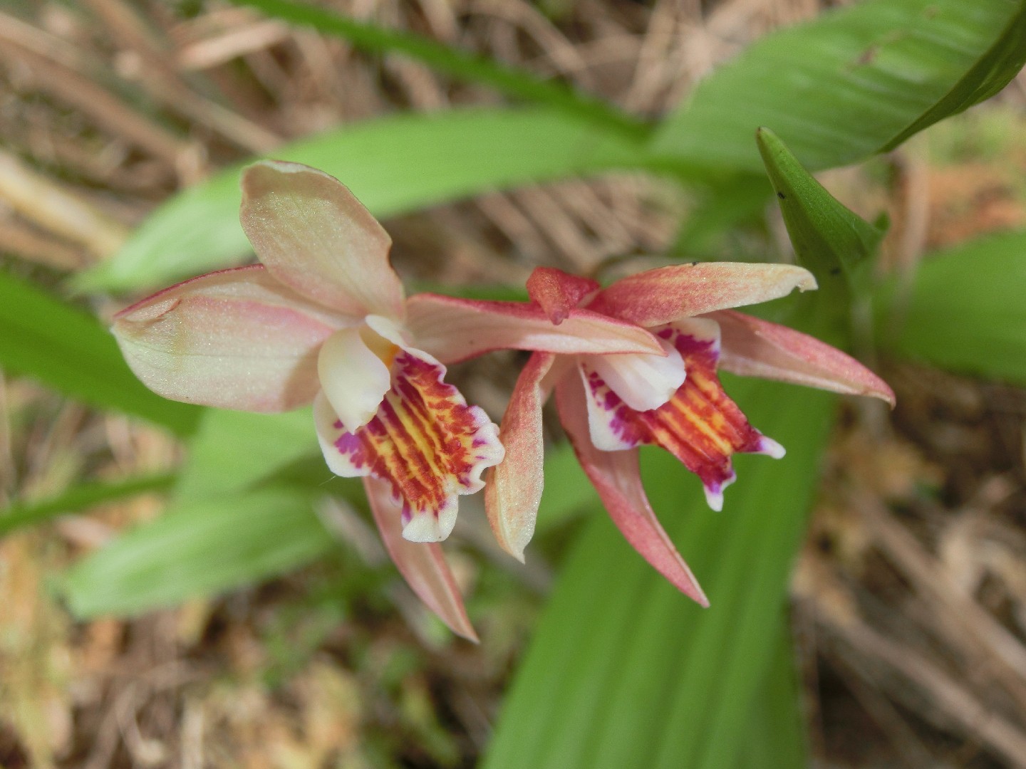 Bletilla ochracea - PictureThis