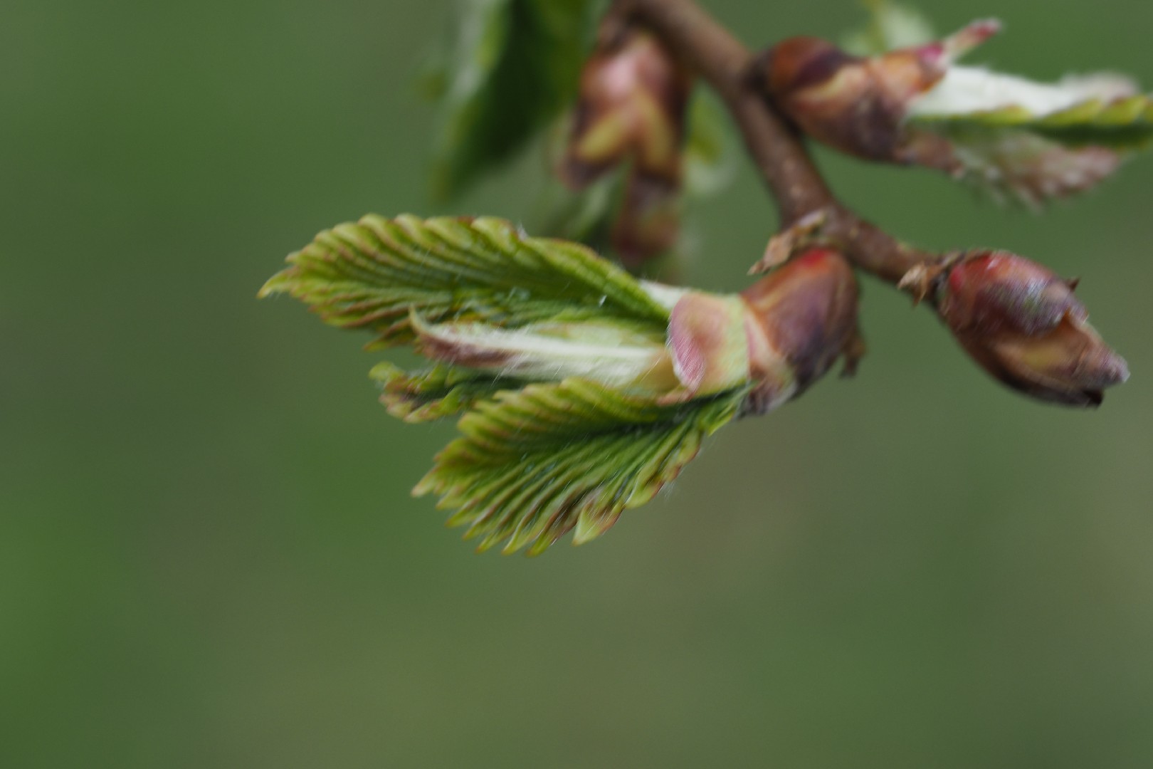 ネコシデ (Betula corylifolia) 花言葉,毒性,よくある質問 - PictureThis
