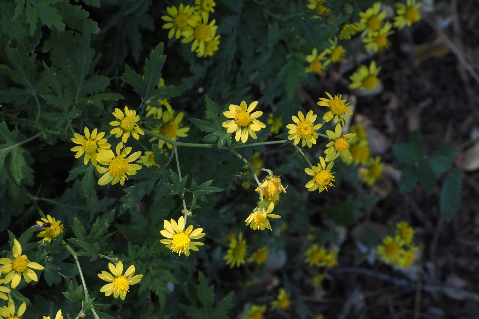 甘菊 (Chrysanthemum lavandulifolium) 照顧，種植，繁殖，開花時間 PictureThis