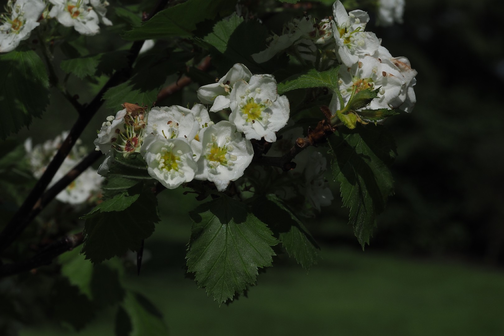 Crataegus mollis PictureThis