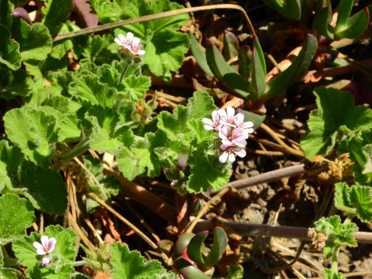ペラルゴニウム・アウストラレ (Pelargonium australe) - PictureThis