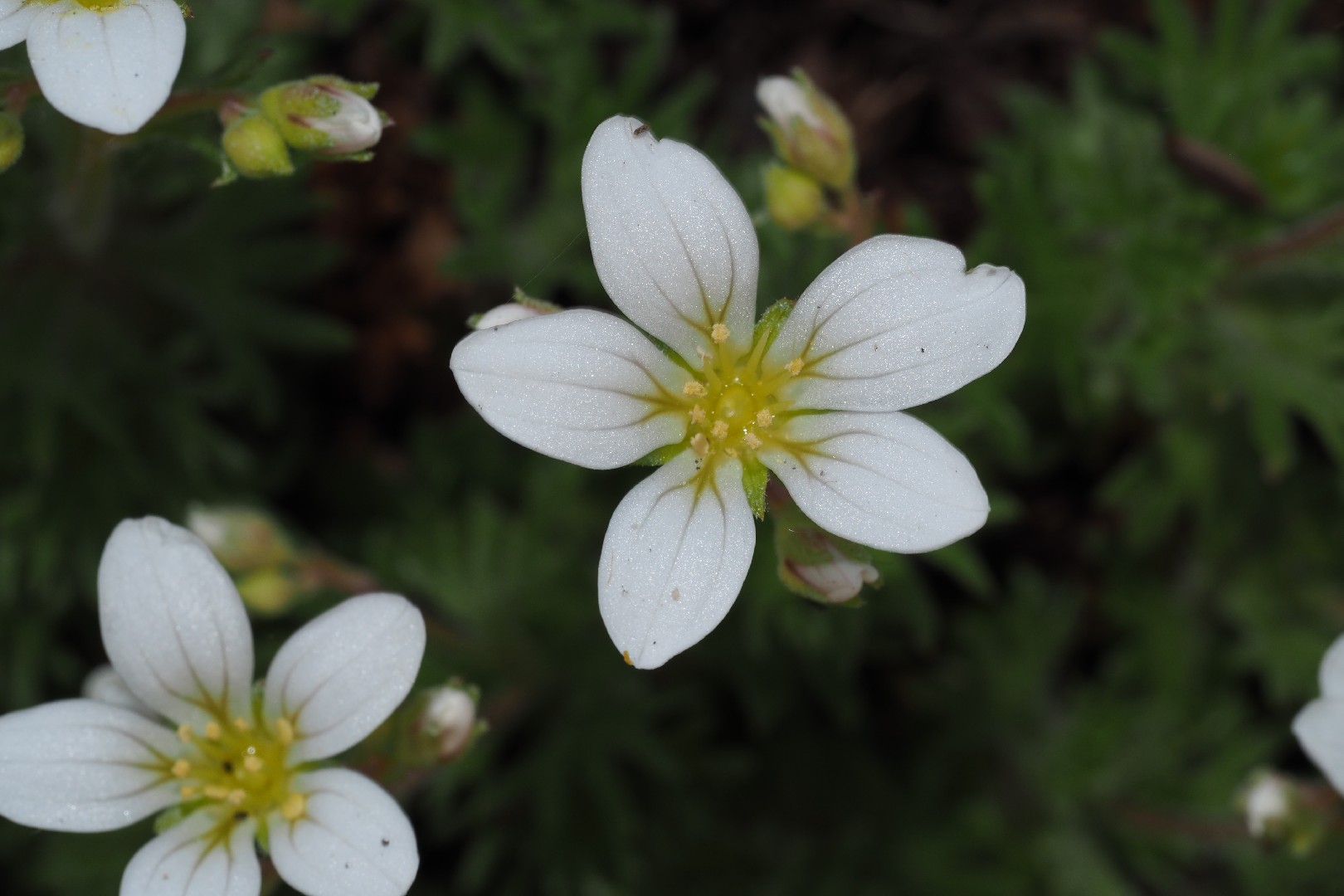 Saxifraga fragilis PictureThis