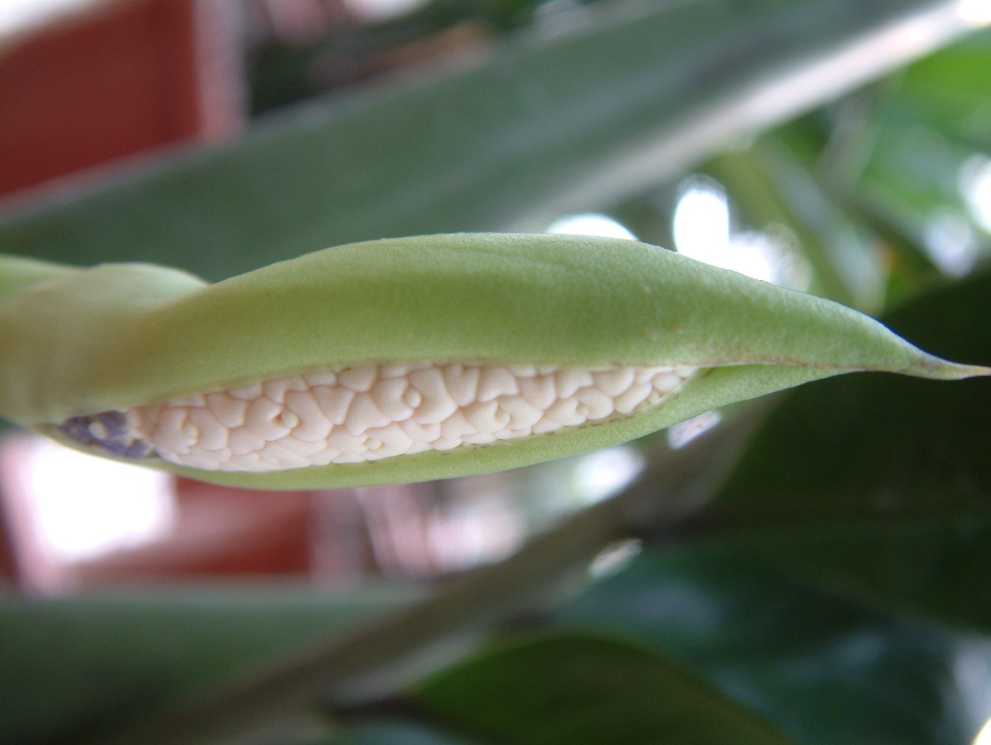 So identifizierst du Glcksfeder (Zamioculcas zamiifolia)