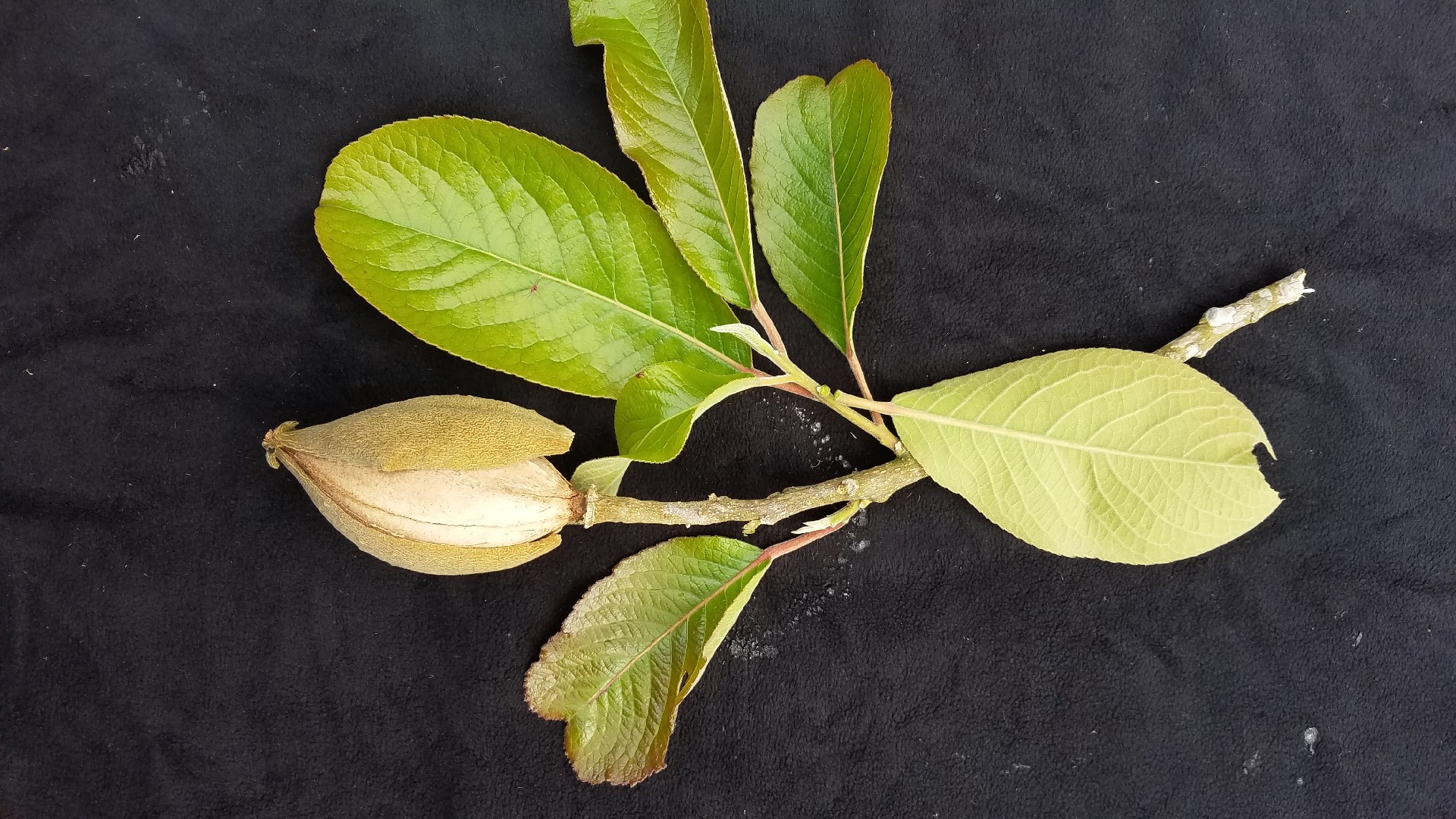 Itoa orientalis PictureThis