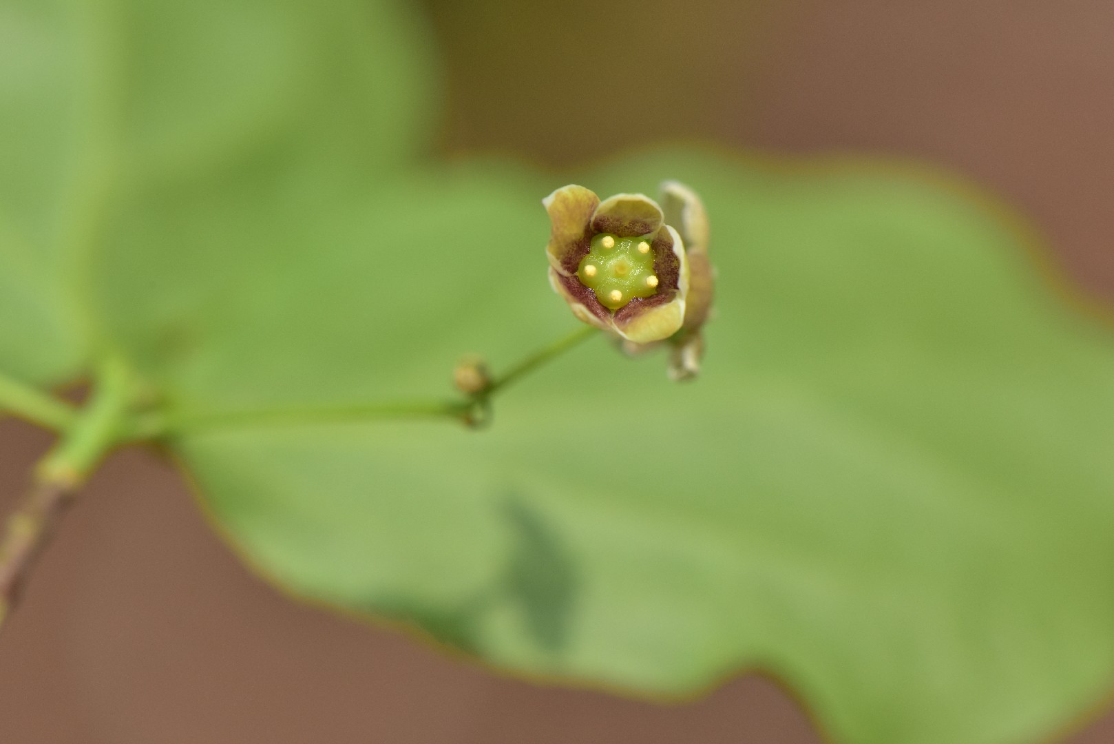 ツリバナ(吊花) (Euonymus oxyphyllus) 花言葉,毒性,よくある質問 - PictureThis