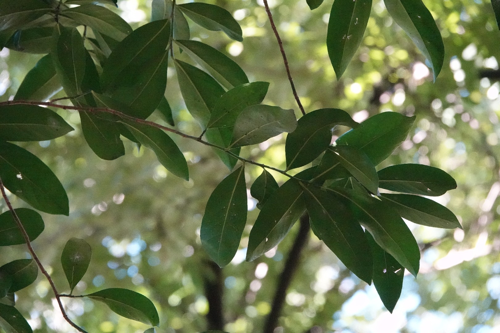 Suregada multiflora - PictureThis