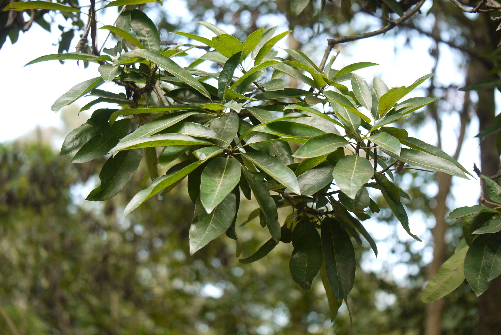 Madhucas (Madhuca) PictureThis