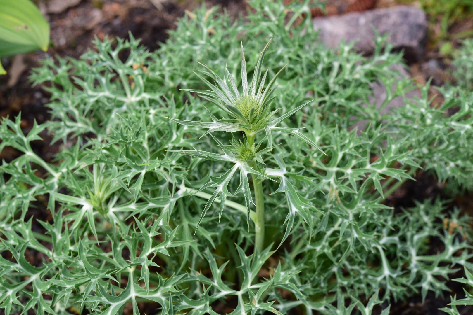 Silver eryngo (Eryngium spinalba) Flower, Leaf, Care, Uses PictureThis