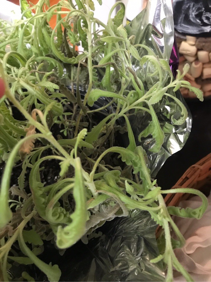 monstera light conditions Monstera Plant Care - How to Grow Monstera deliciosa