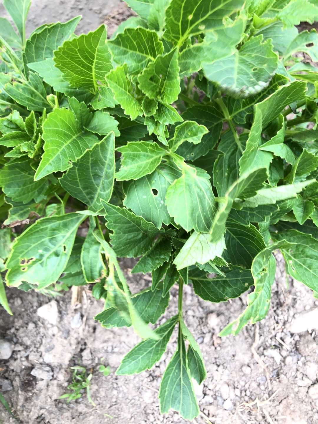 Folhas De Planta Dalia Como Identificar Dália (Dahlia)