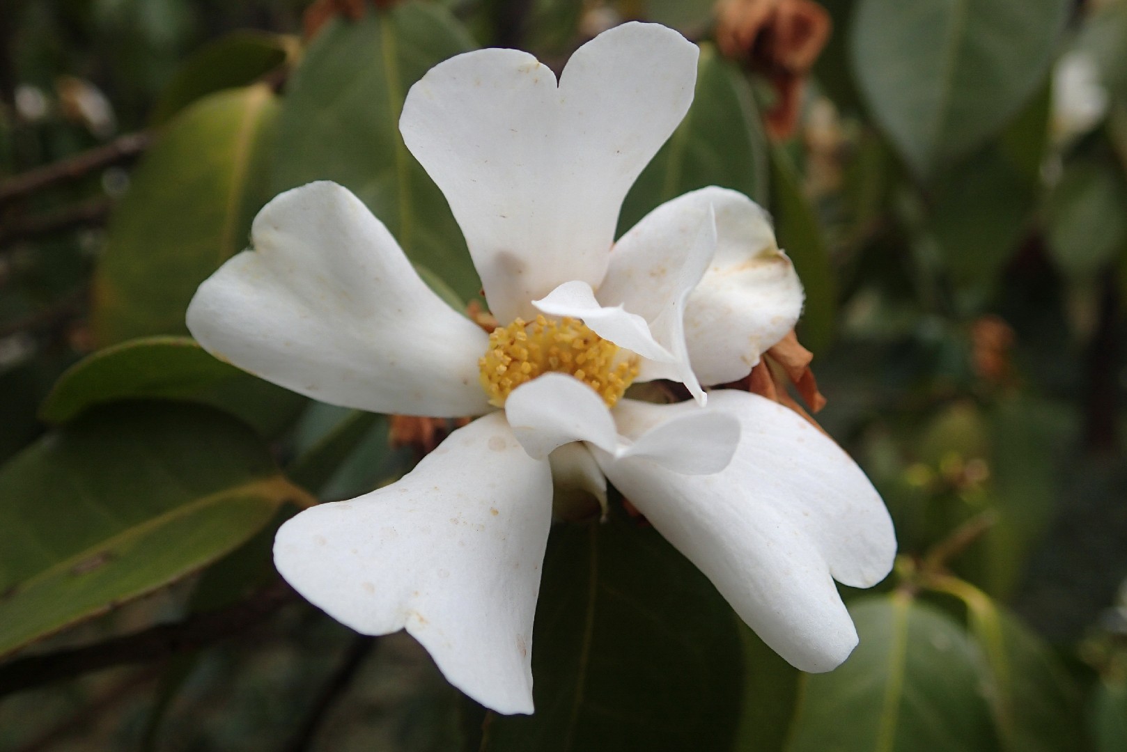 Camellia grijsii - PictureThis