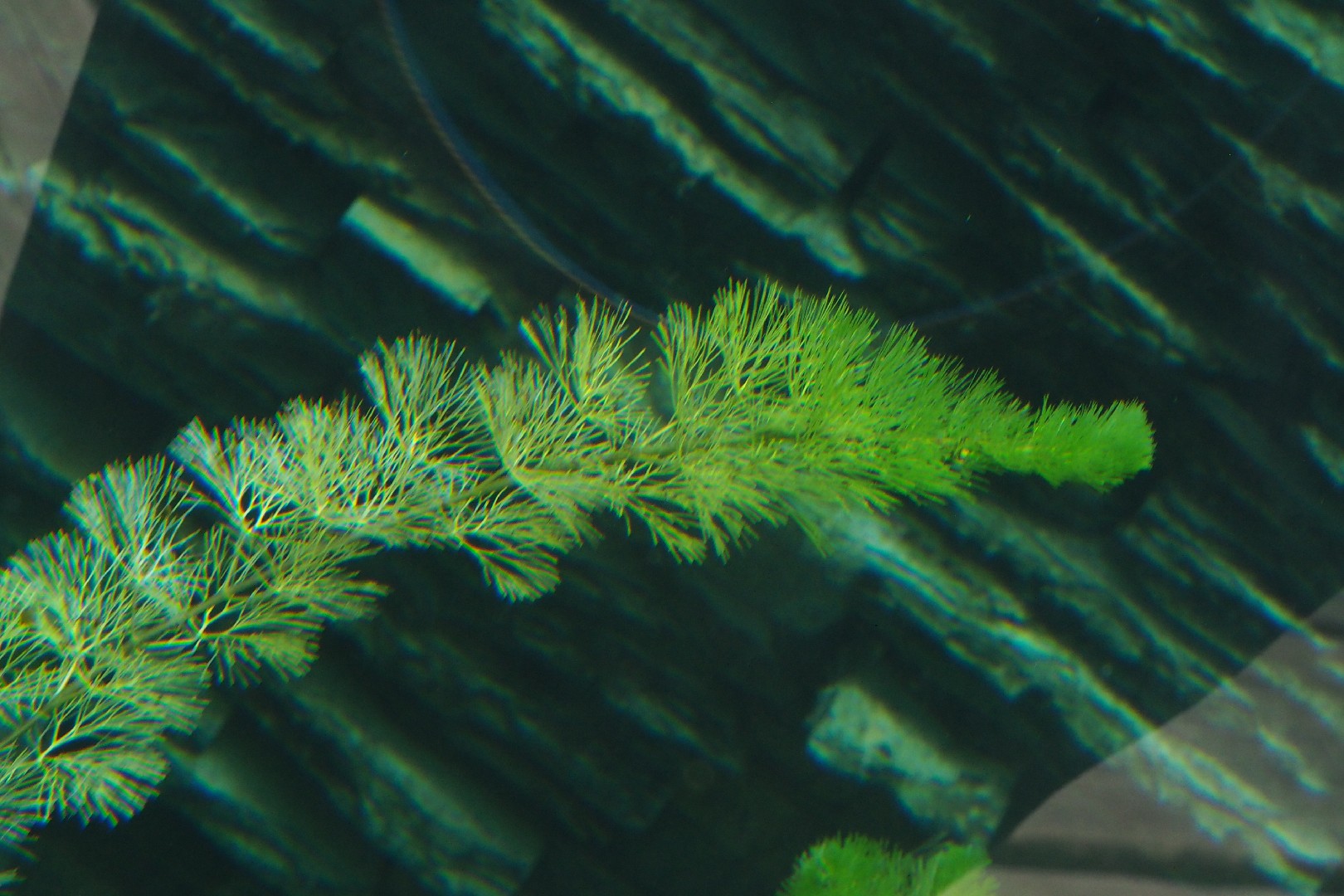 KarolinaHaarnixe (Cabomba caroliniana) PictureThis