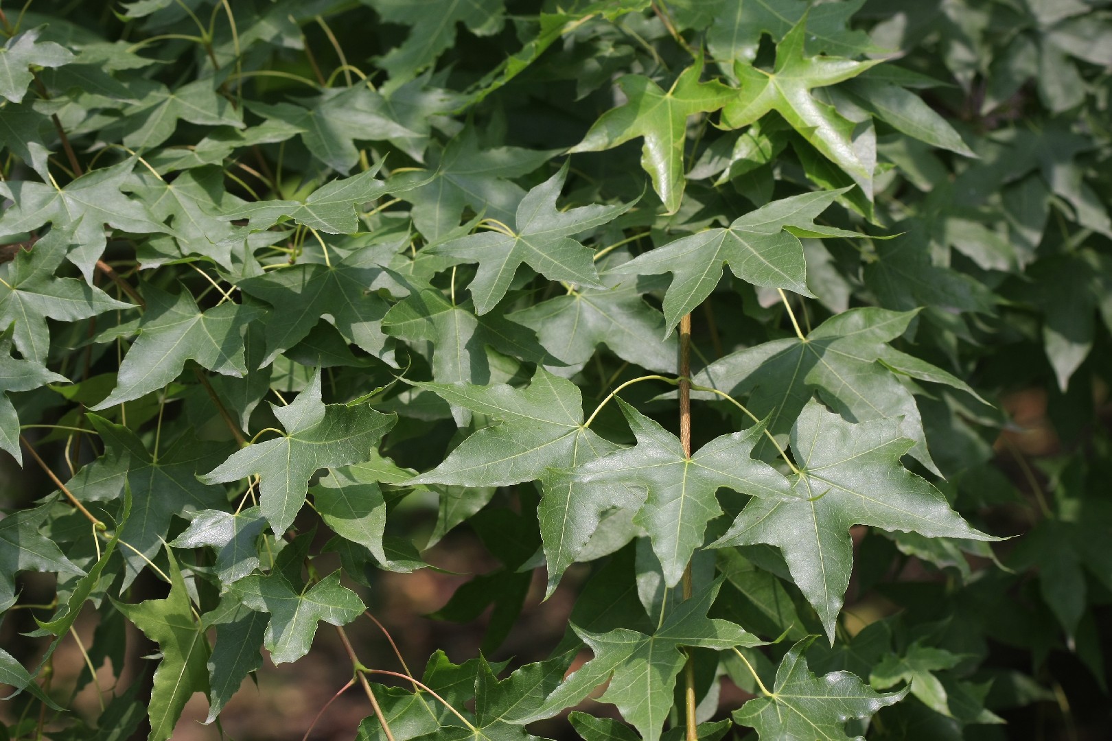 イタヤカエデ（板屋楓） (Acer pictum subsp. mono) - PictureThis