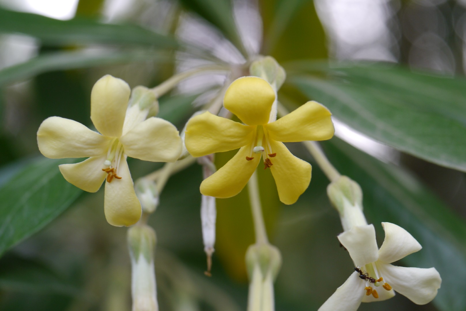 Hymenosporum flavum PictureThis
