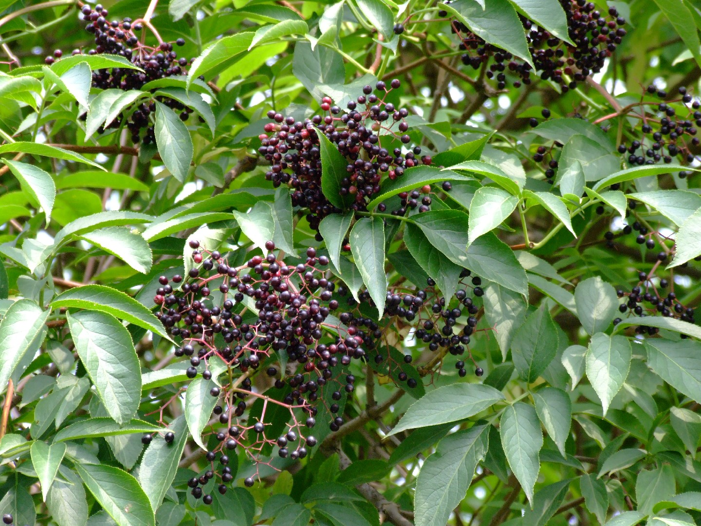 Extrait De Sureau Bio (Sambucus Nigra) 1:2 - 500ml - Soutien Immunitaire - Neuf - Fabriqué En France