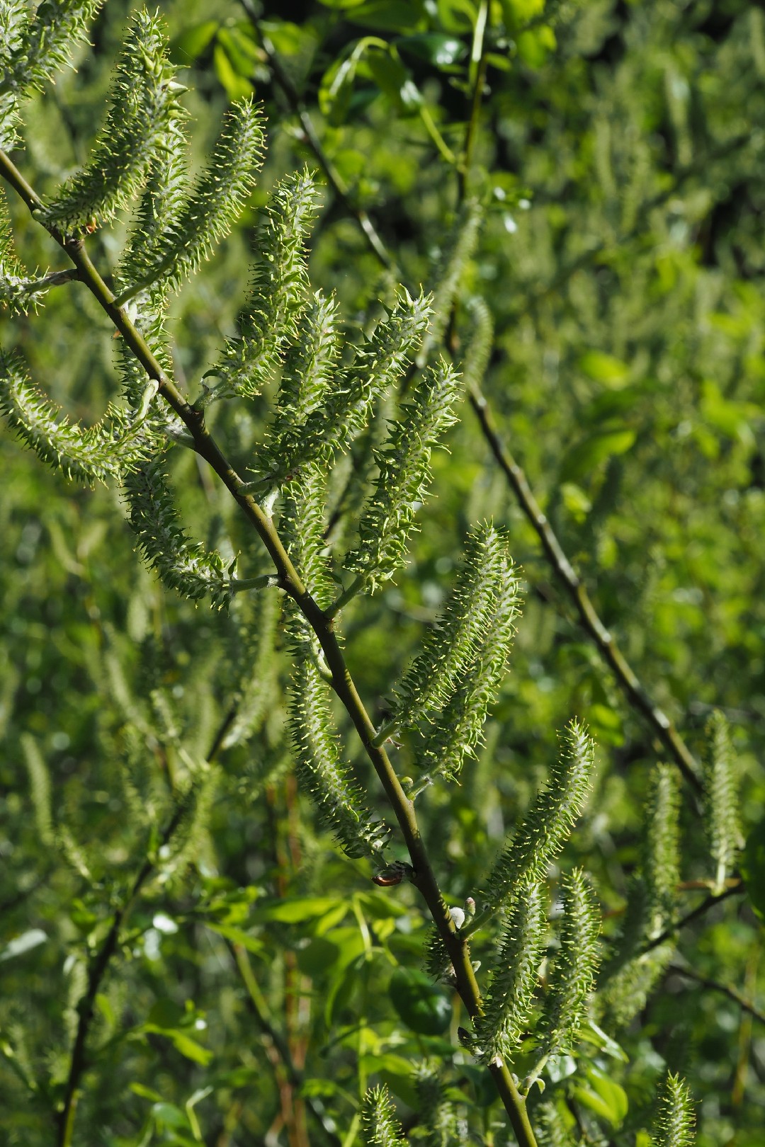 Salix prolixa - PictureThis