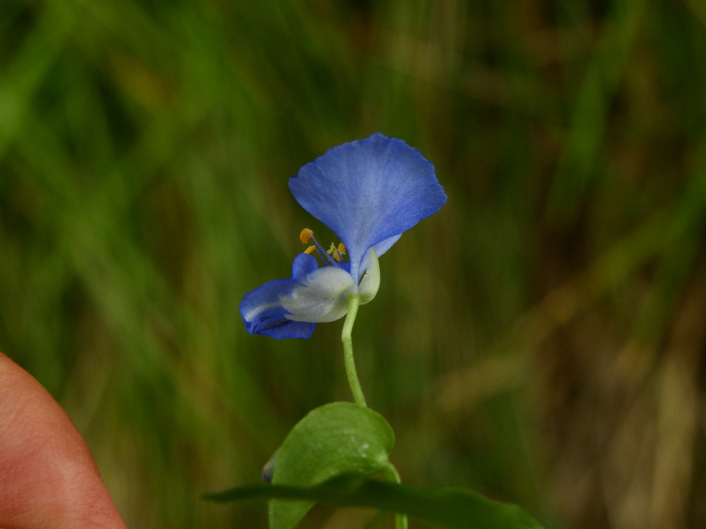 Commelina cyanea PictureThis