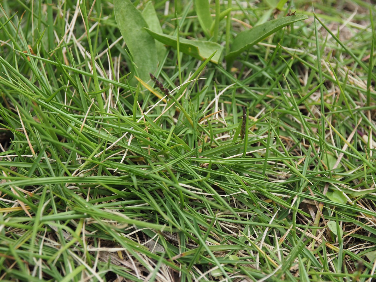Zoysia Matrella Flower