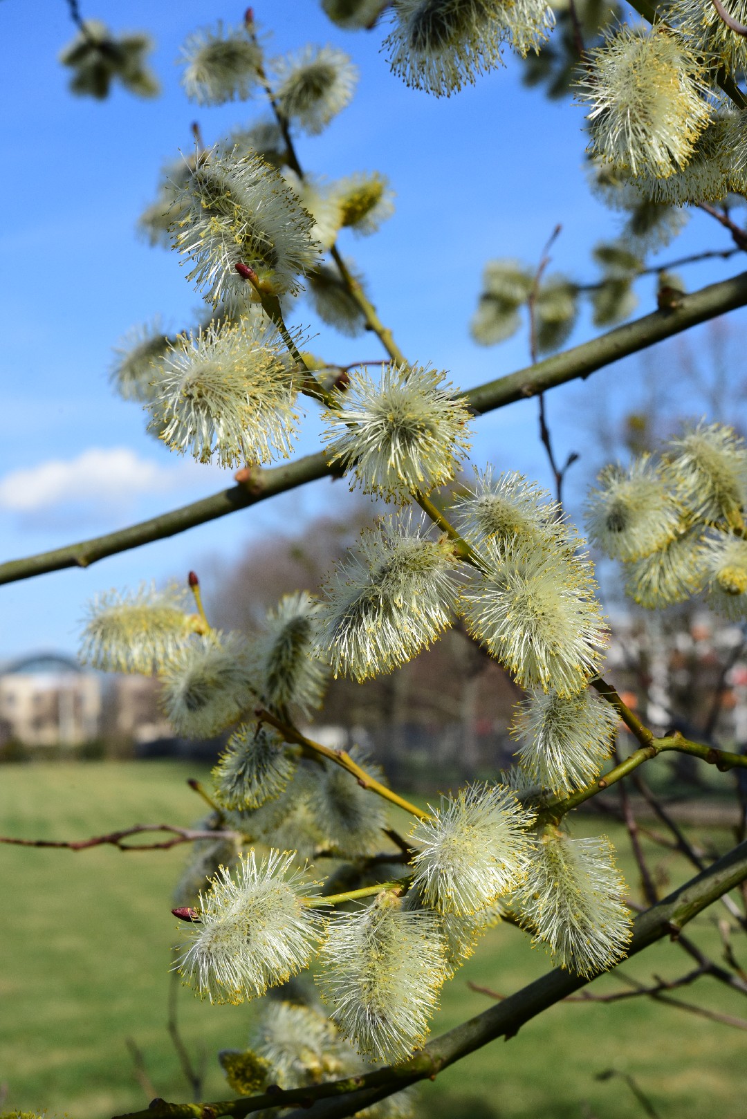 Eared Willow Salix Aurita Flower Leaf Care Uses PictureThis