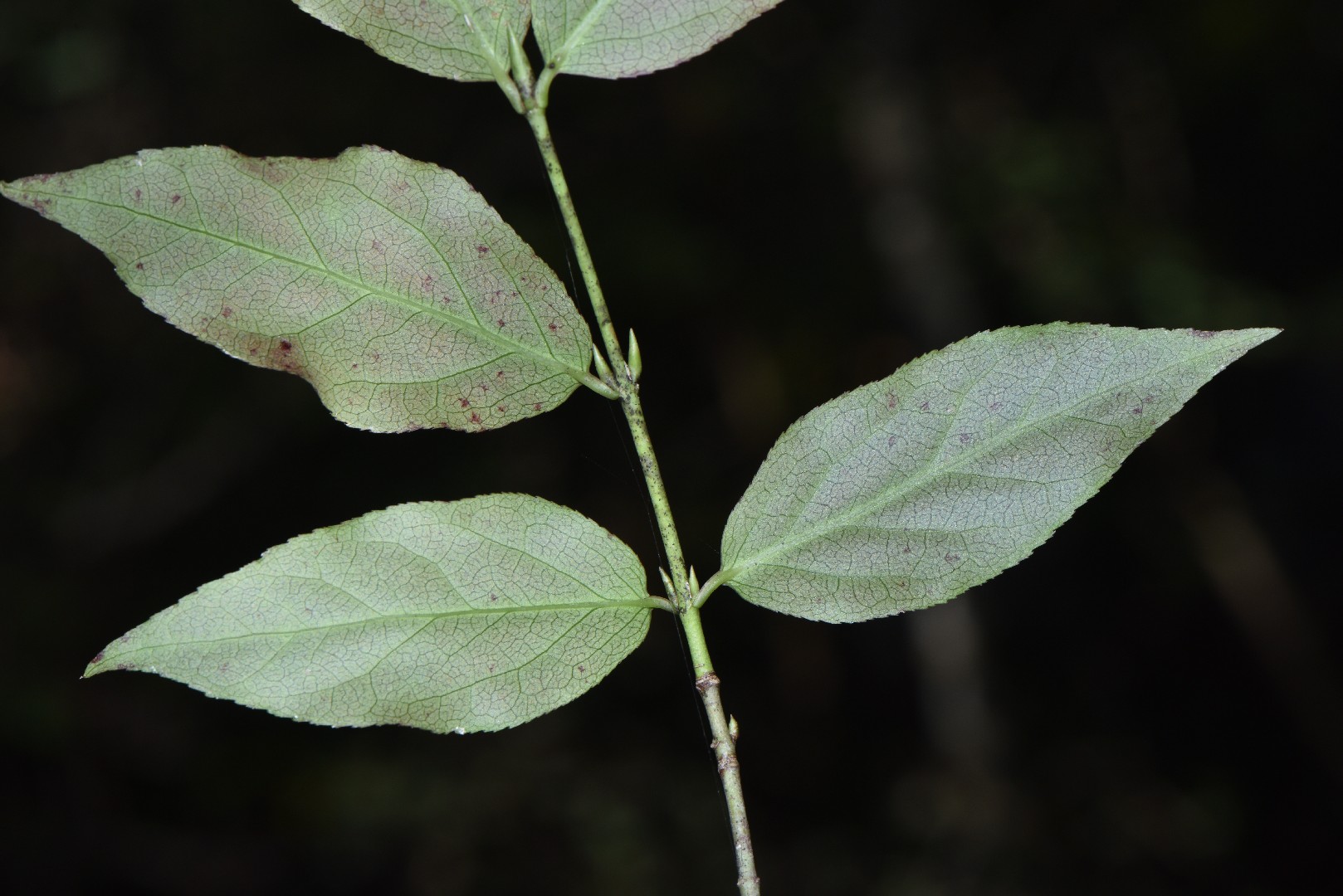 ツリバナ(吊花) (Euonymus oxyphyllus) 花言葉,毒性,よくある質問 - PictureThis