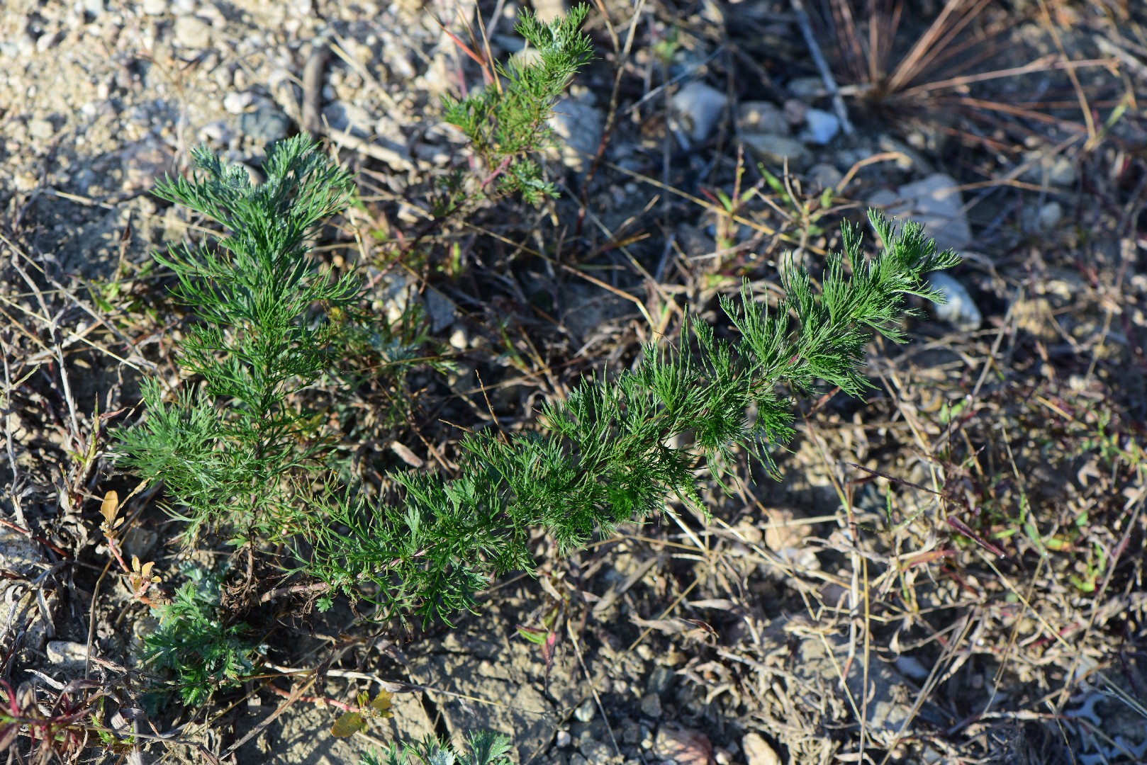 ハマヨモギ (Artemisia scoparia) 花言葉,毒性,よくある質問 - PictureThis