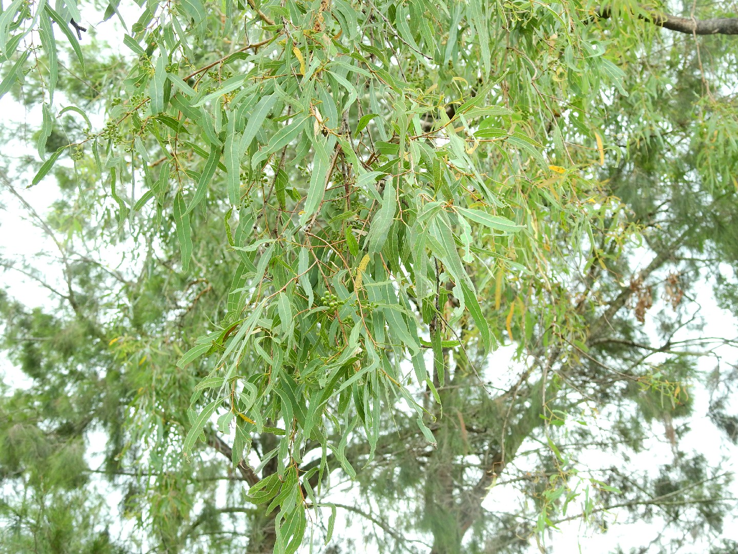 Corymbia tessellaris PictureThis