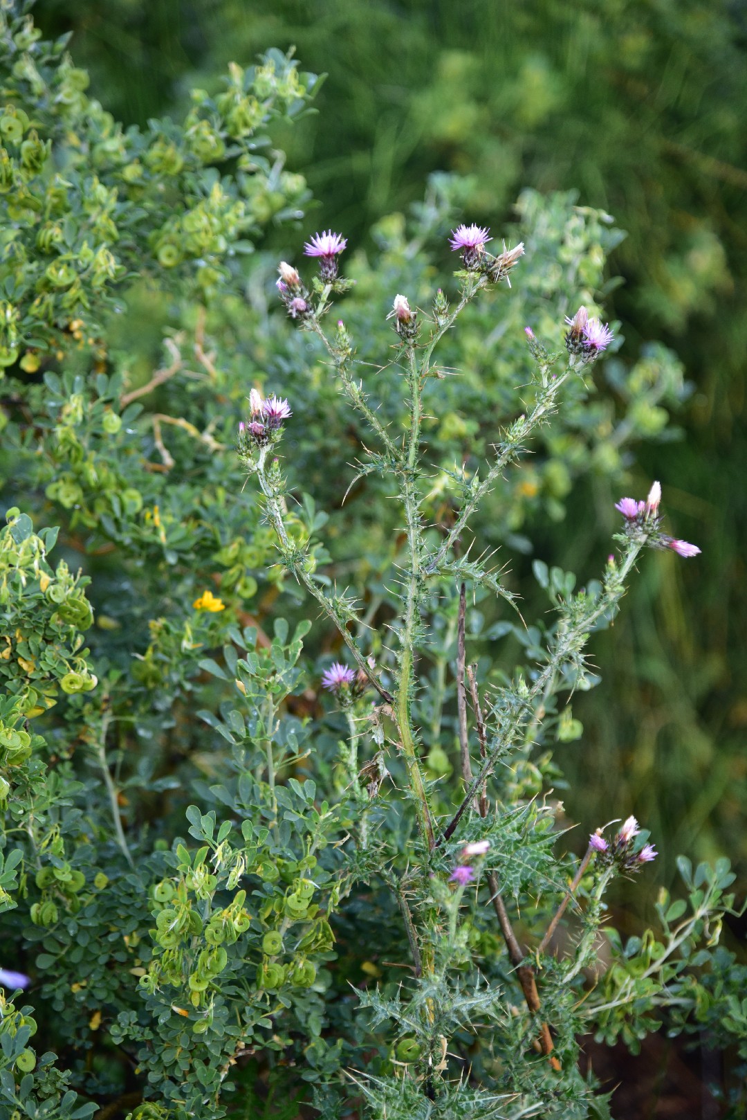 Cepillo de Cerdas de Bambú SIIL | Estimula el Cuero Cabelludo – Get Siil, image size:1080x1618
