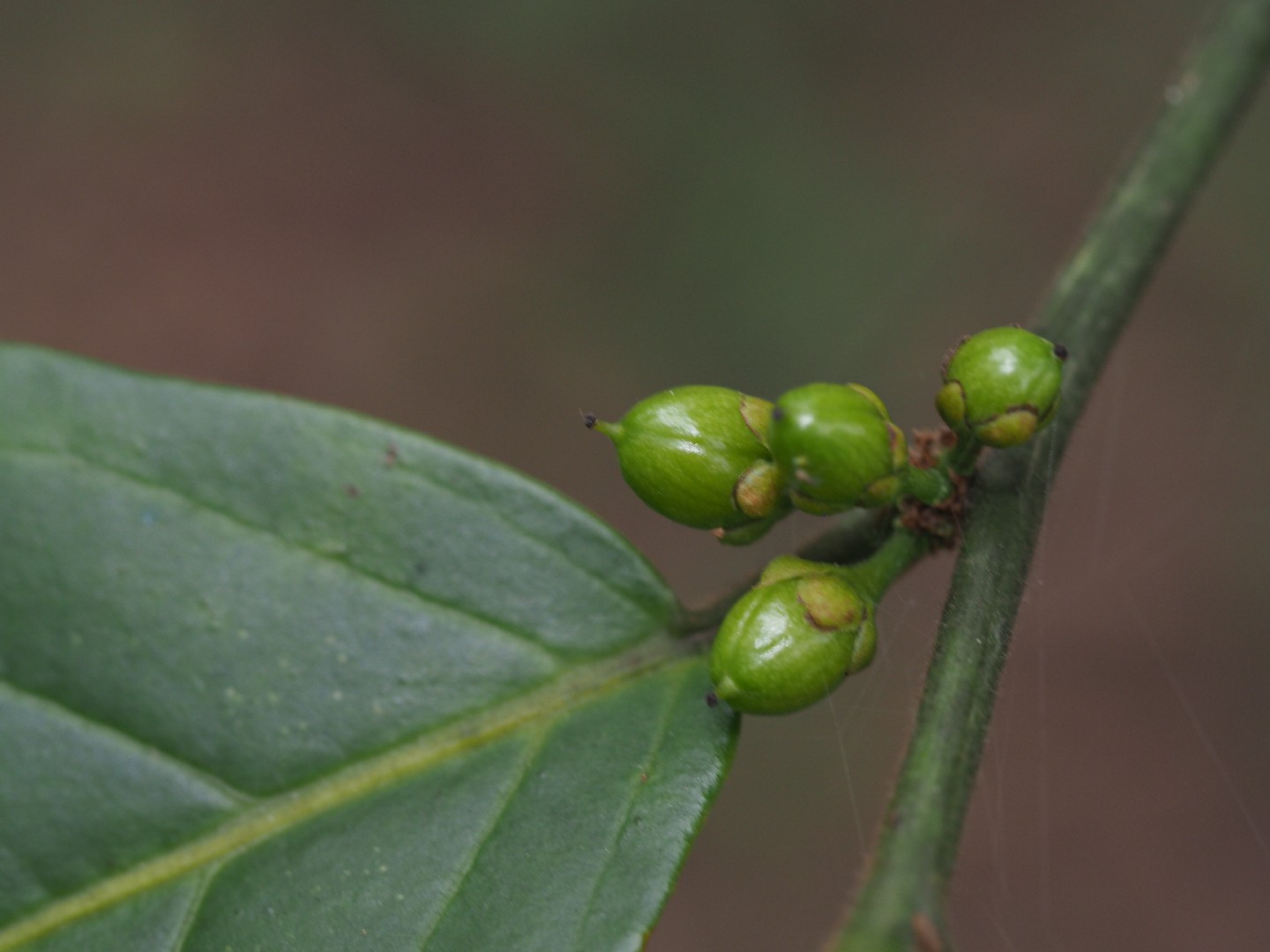 球花嘉賜木 (Casearia glomerata) 照顧,種植,繁殖,開花時間 - PictureThis