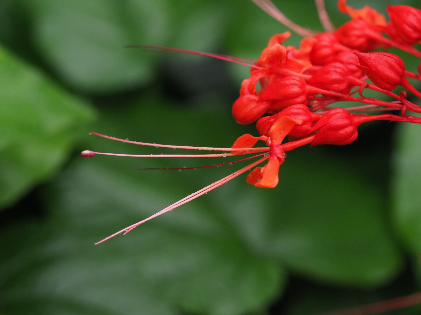 ヒギリ 緋桐 Clerodendrum Japonicum 花言葉 毒性 よくある質問 Picturethis