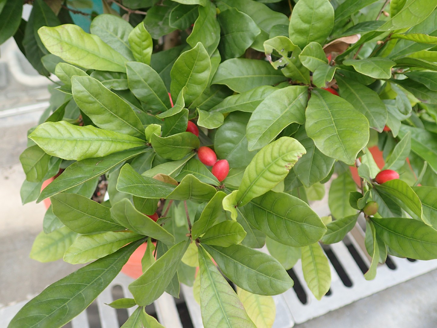 Le Synsepalum dulcificum ou fruit miracle : des baies rouges surprenantes  ! - Blog Promesse de fleurs