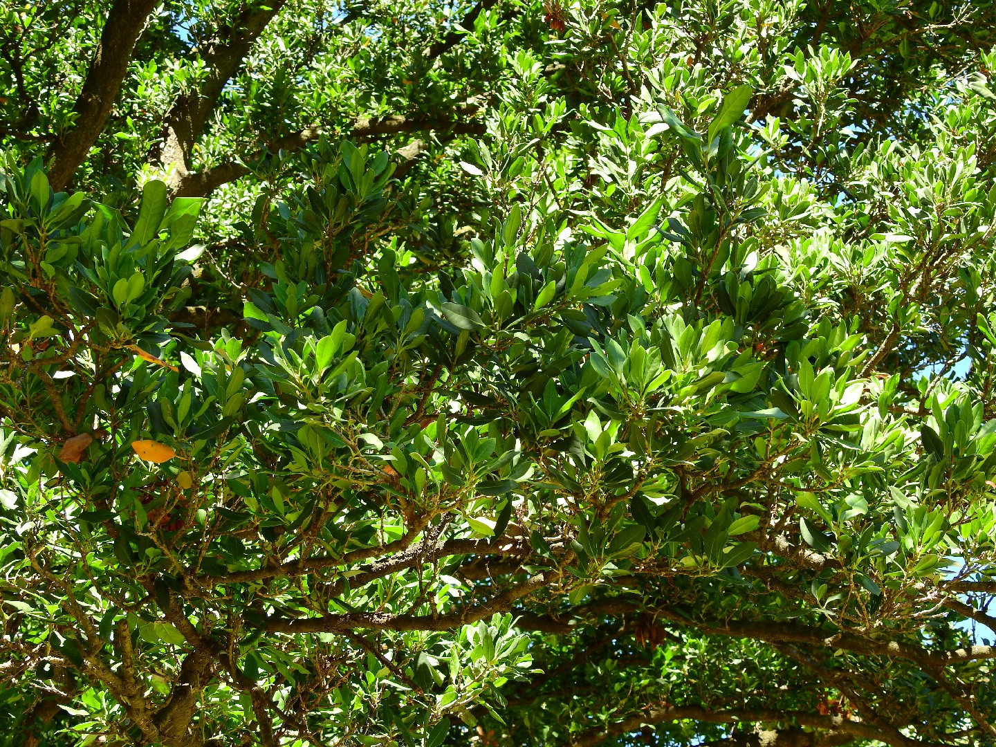 Picconia excelsa Entretien (Arrosage, Croissance, Maladie) PictureThis