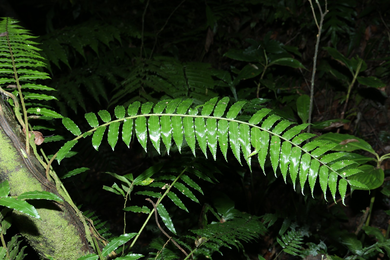 Lomagramma PictureThis