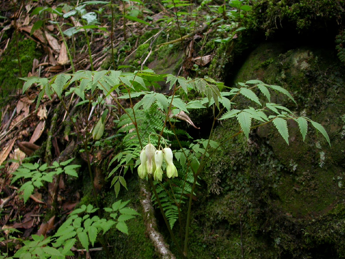 Dicentra de flores grandes (Ichtyoselmis macrantha) PictureThis