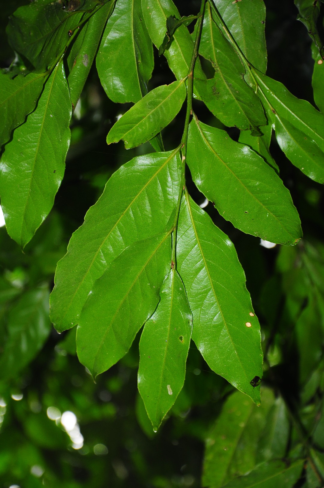 Drypetes Flower, Leaf, Care, Uses - PictureThis