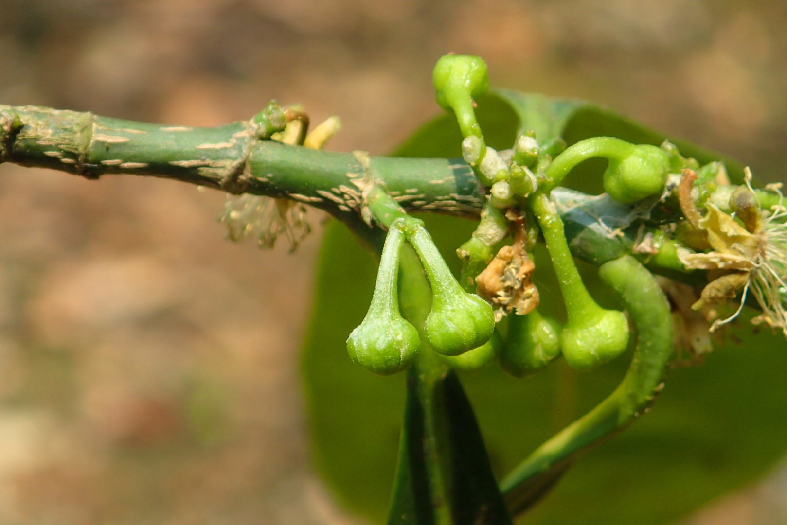 Suregada multiflora - PictureThis