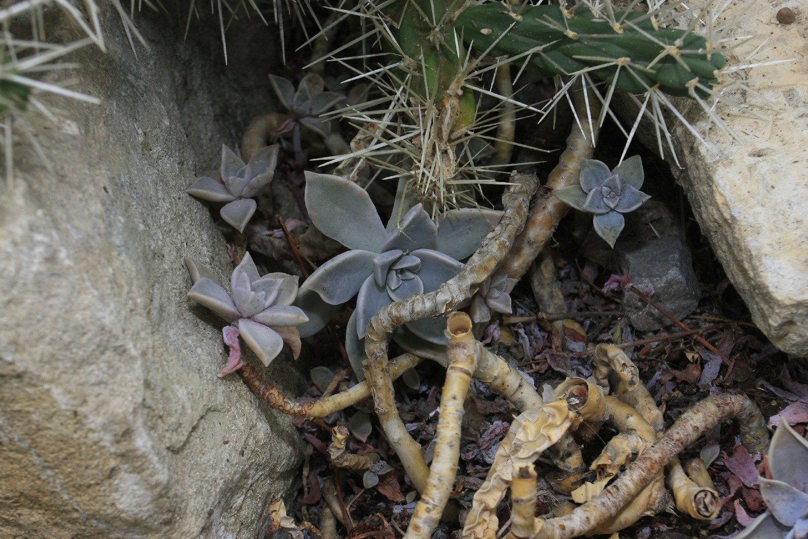 Ghost plant - Graptopetalum paraguayense (Care, Characteristics, Symbolism,  Images)