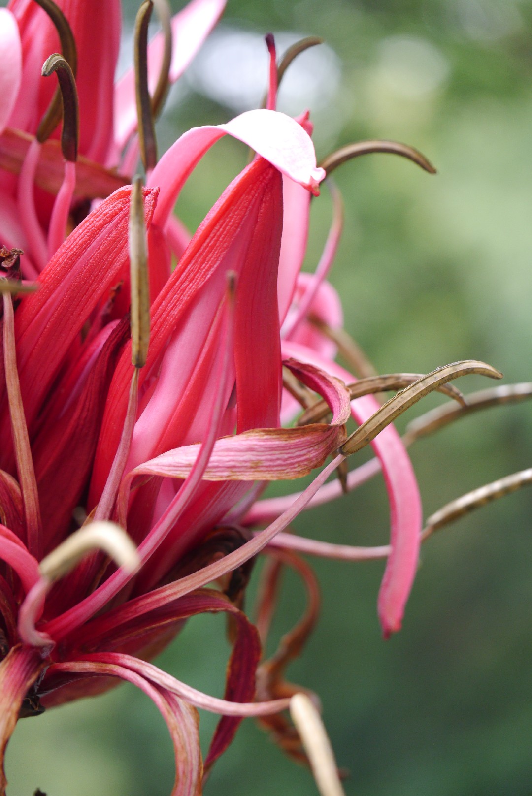 How to Plant and Grow Flame lily(Doryanthes excelsa)