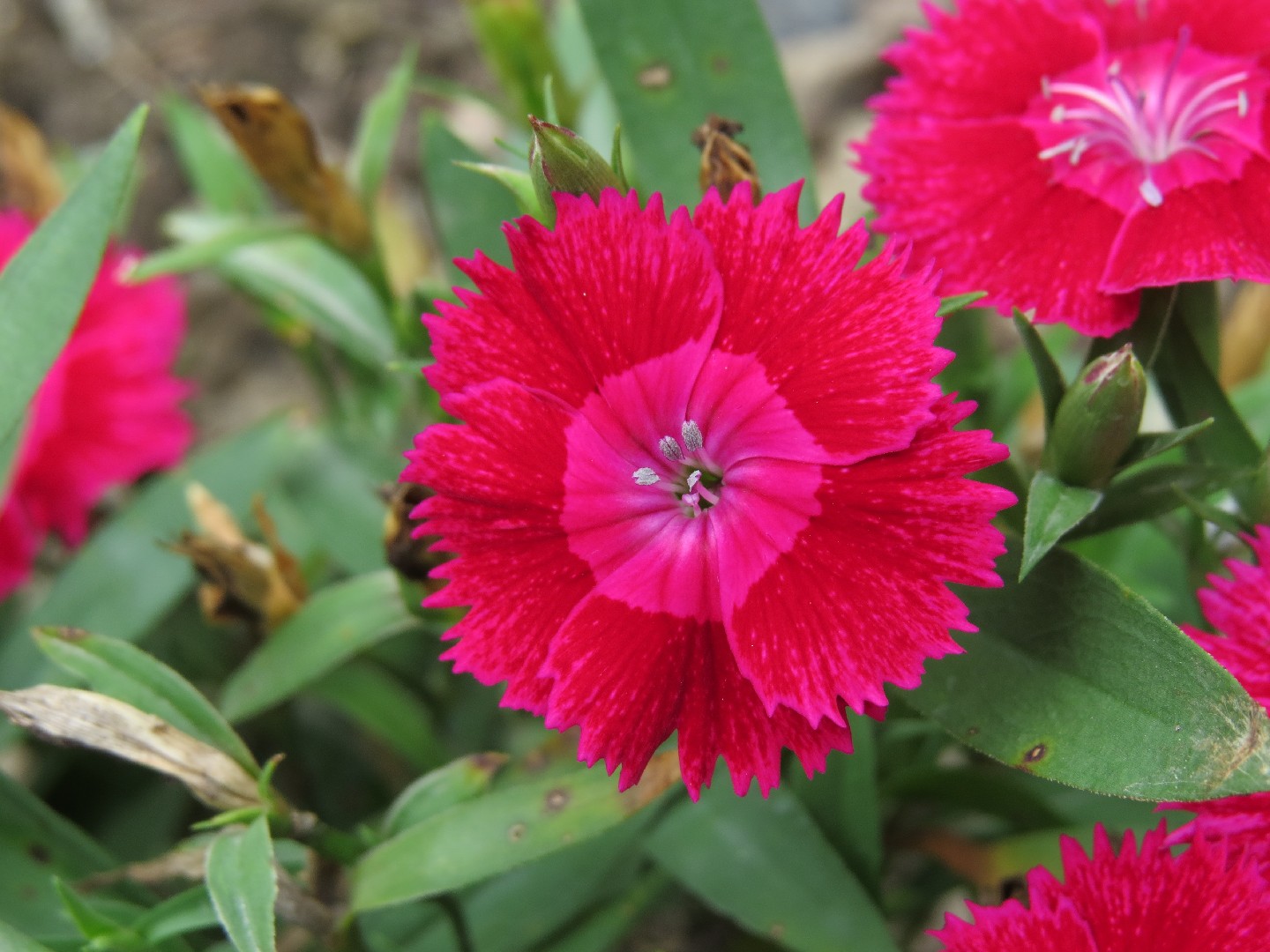 Cravina - Dianthus chinensis (Cuidado, Características, Flor, Imagens)