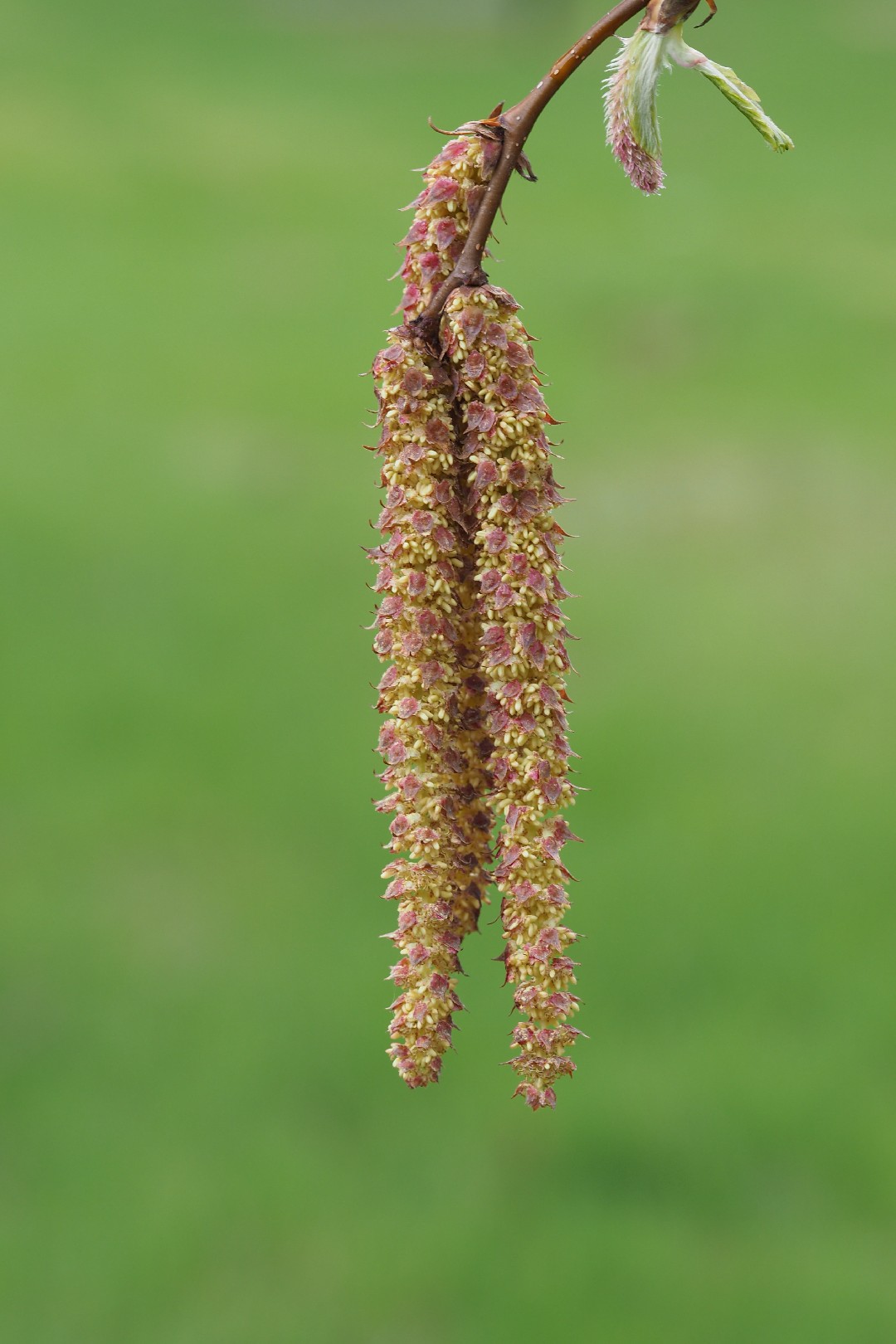 ネコシデ (Betula corylifolia) 花言葉,毒性,よくある質問 - PictureThis
