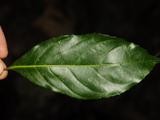 Гуодендрон (Huodendron)