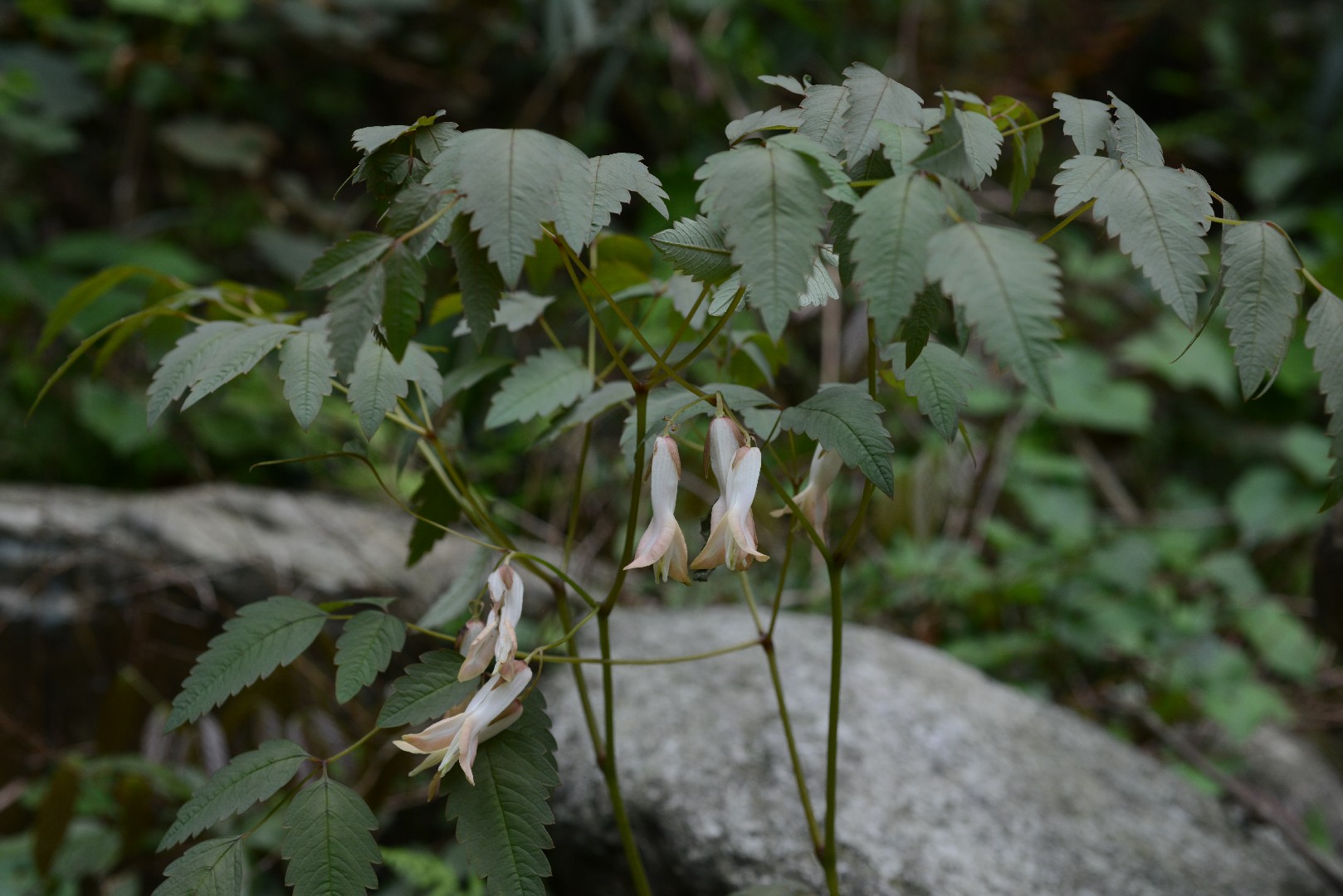 Dicentra de flores grandes (Ichtyoselmis macrantha) PictureThis