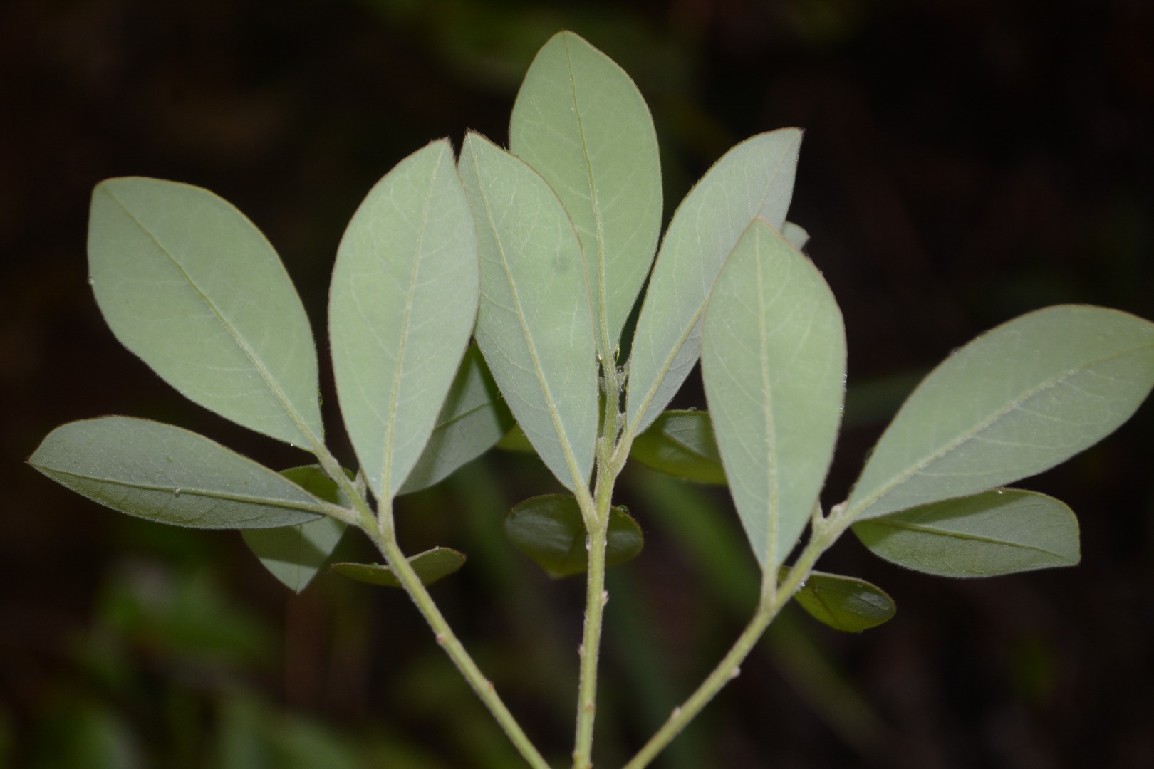 Litsea rotundifolia var. oblongifolia PictureThis