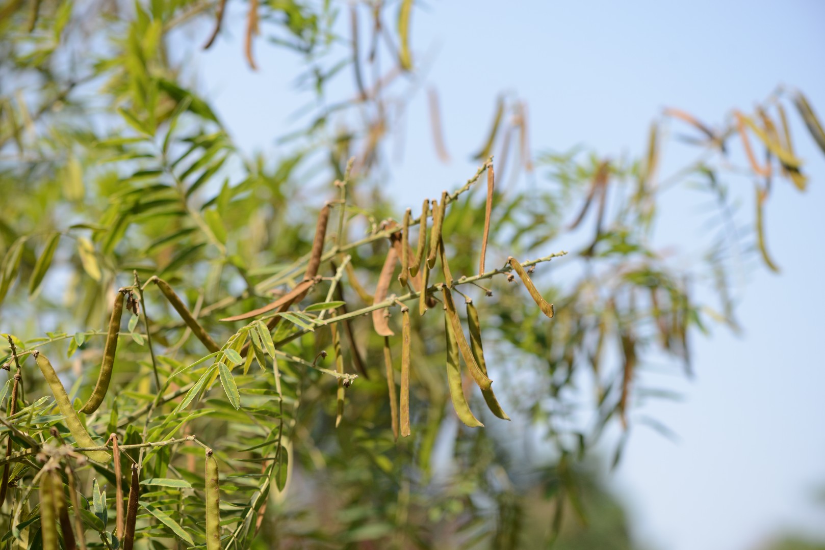 White tephrosia (Tephrosia candida) Flower, Leaf, Care, Uses - PictureThis