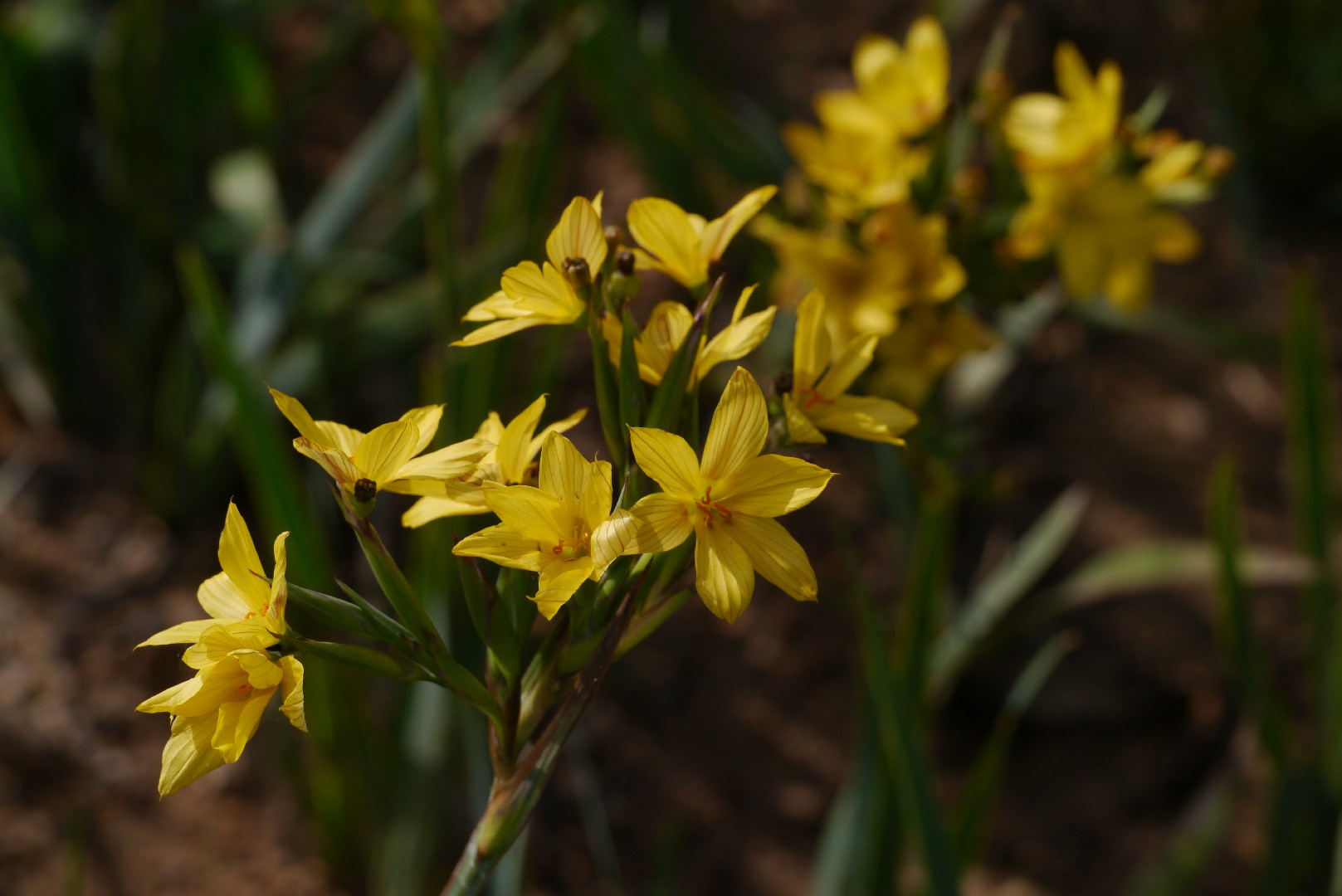 Palmleaf yelloweyed grass (Sisyrinchium palmifolium) Flower, Leaf