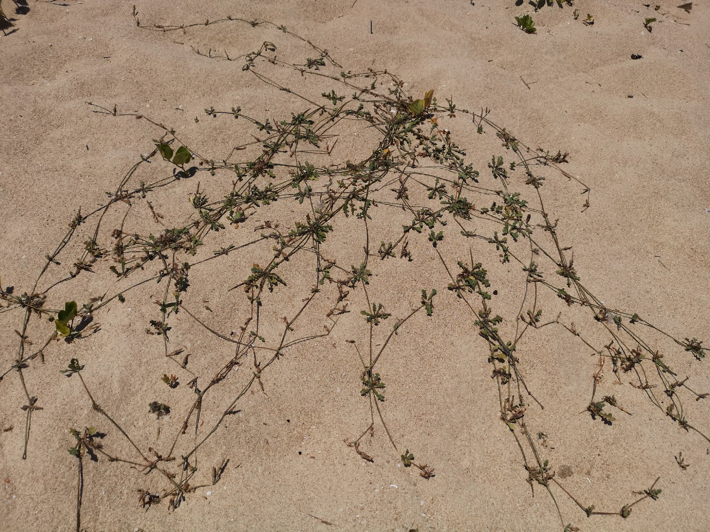 Launaea sarmentosa PictureThis