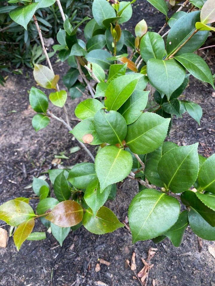 How to Grow and Care for Camellias 'Debbie'