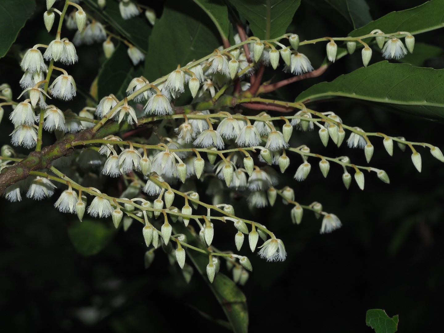 Traveller's palms (Ravenala) Flower, Leaf, Care, Uses - PictureThis